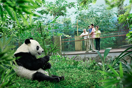img_giant_panda_forest1.jpg