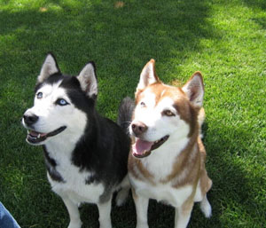 mkt_siberian_husky_picture1.jpg